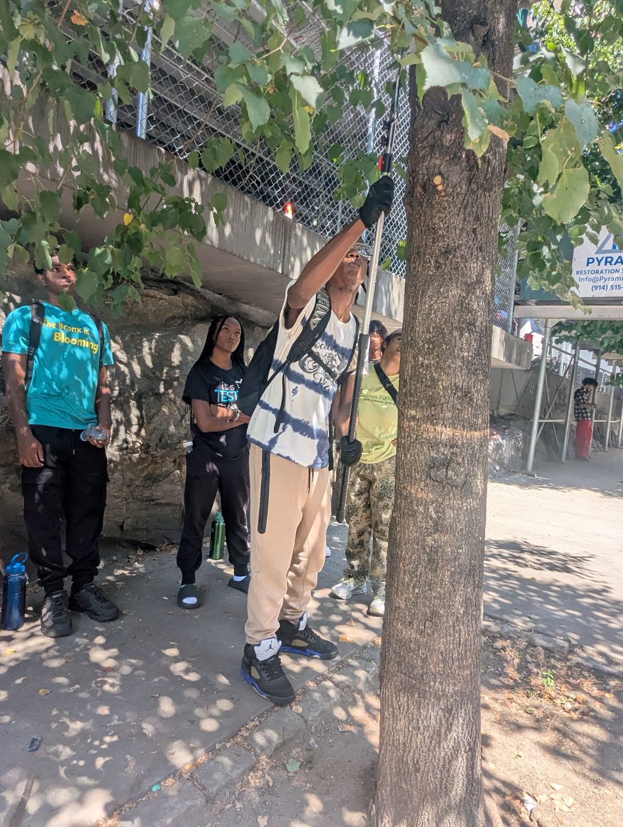 TreesNewYork's tweet photo. As a culmination of our #CitizenPrunercourse this summer with @bronxIsblooming's summer #PLACEstudents, Trees New York Educators held a #pruningouting to give these new #citizenpruners a chance to practice their skills and provide some love and care to #trees in the Bronx! https://t.co/lMW1KmZioe
