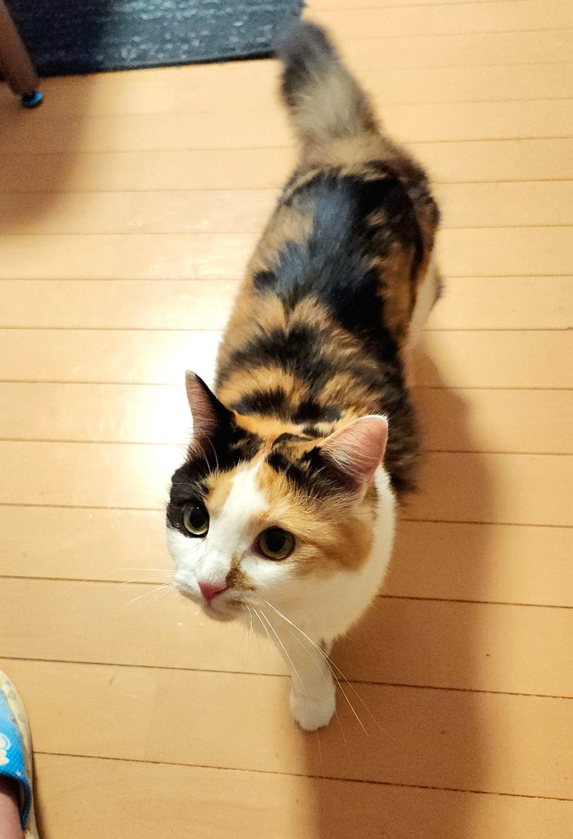 ㅤ
みこと あそばないで  なに してる  にんげん