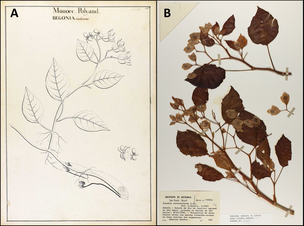 Edinburgh Journal of Botany tweet media