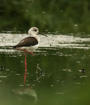 A reminder of Beddington Farmlands wildlife value in the 32nd Bird &amp; Wildlife year report adding to decades of volunteer recording. 149 bird species recorded in year. 261 bird species in total. Of 10 target species: 5 failed/extinct &amp; 2 in drastic decline

beddingtonfarmlands.com/beddington-far…