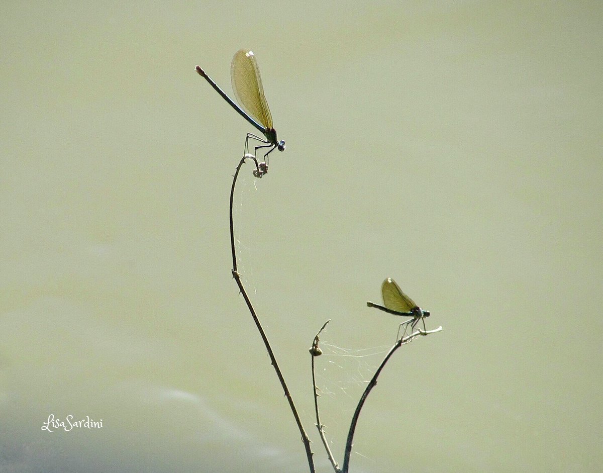 lisa sardini tweet media