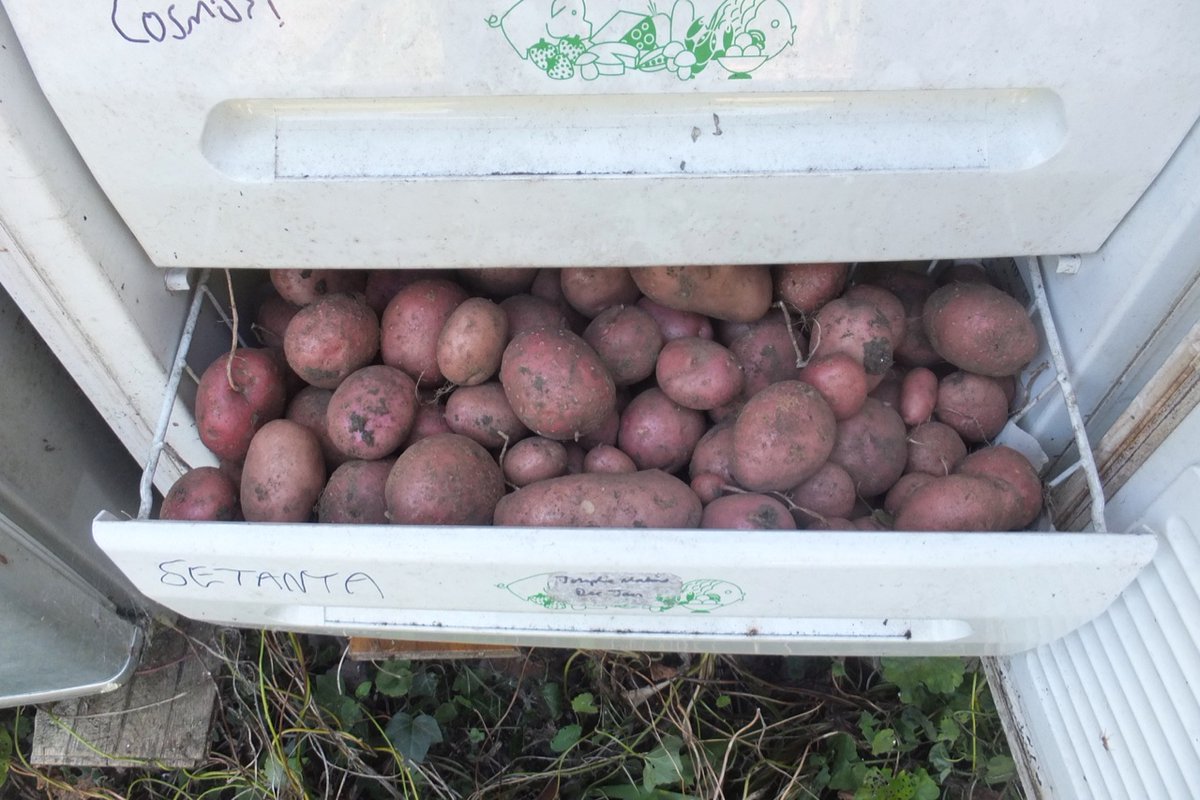 long used dead chest freezer in a 'shed' then found dead fridge sheltered by huge leyland hedge worked well for apples and pears, 
as 'shed' no longer safe have now got yet another dead fridge just for the spuds