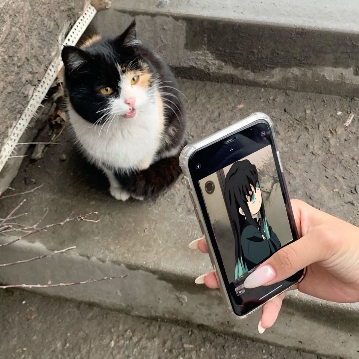 🐱🌫