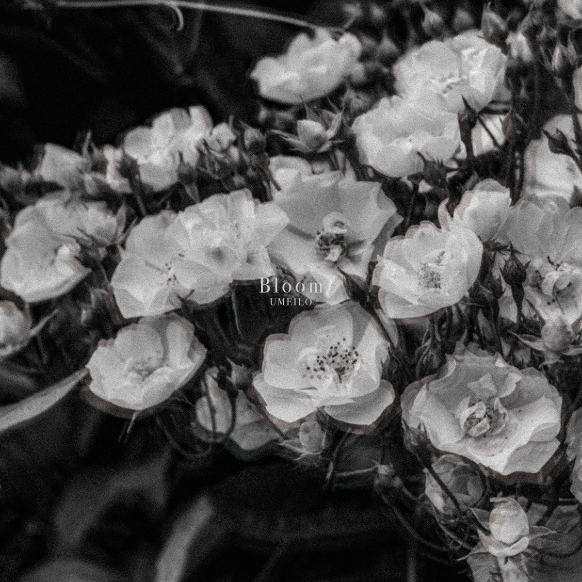❑ リリース情報

New Single : Bloom

2025.09.10（Wed）0:00

orcd.co/umeilo_bloom
