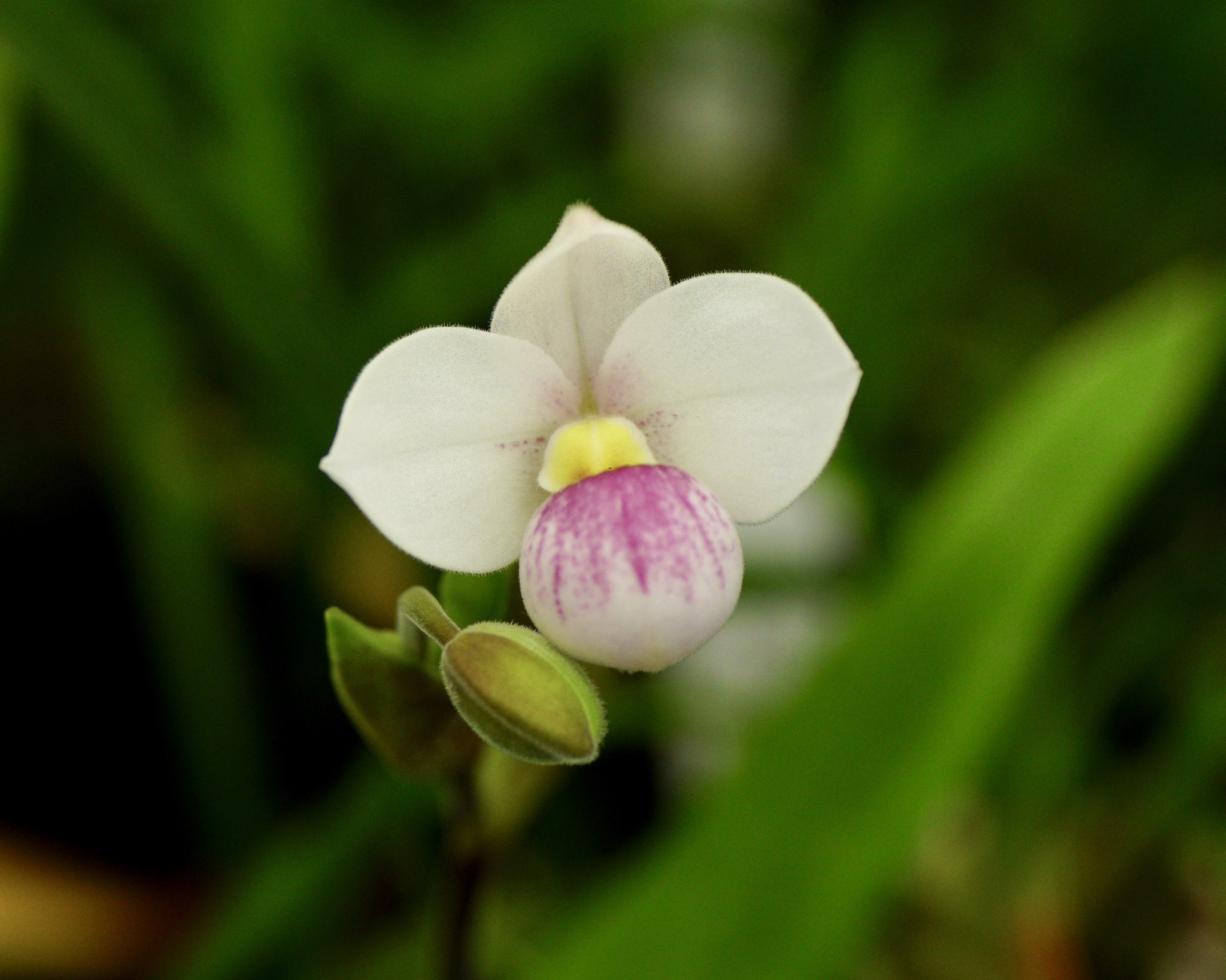 究極の美◼️蔵から美しい色合いの花鉢と思われる器が出て来ました。 究極の美◼️蔵から美しい色合いの花鉢と思われる器が