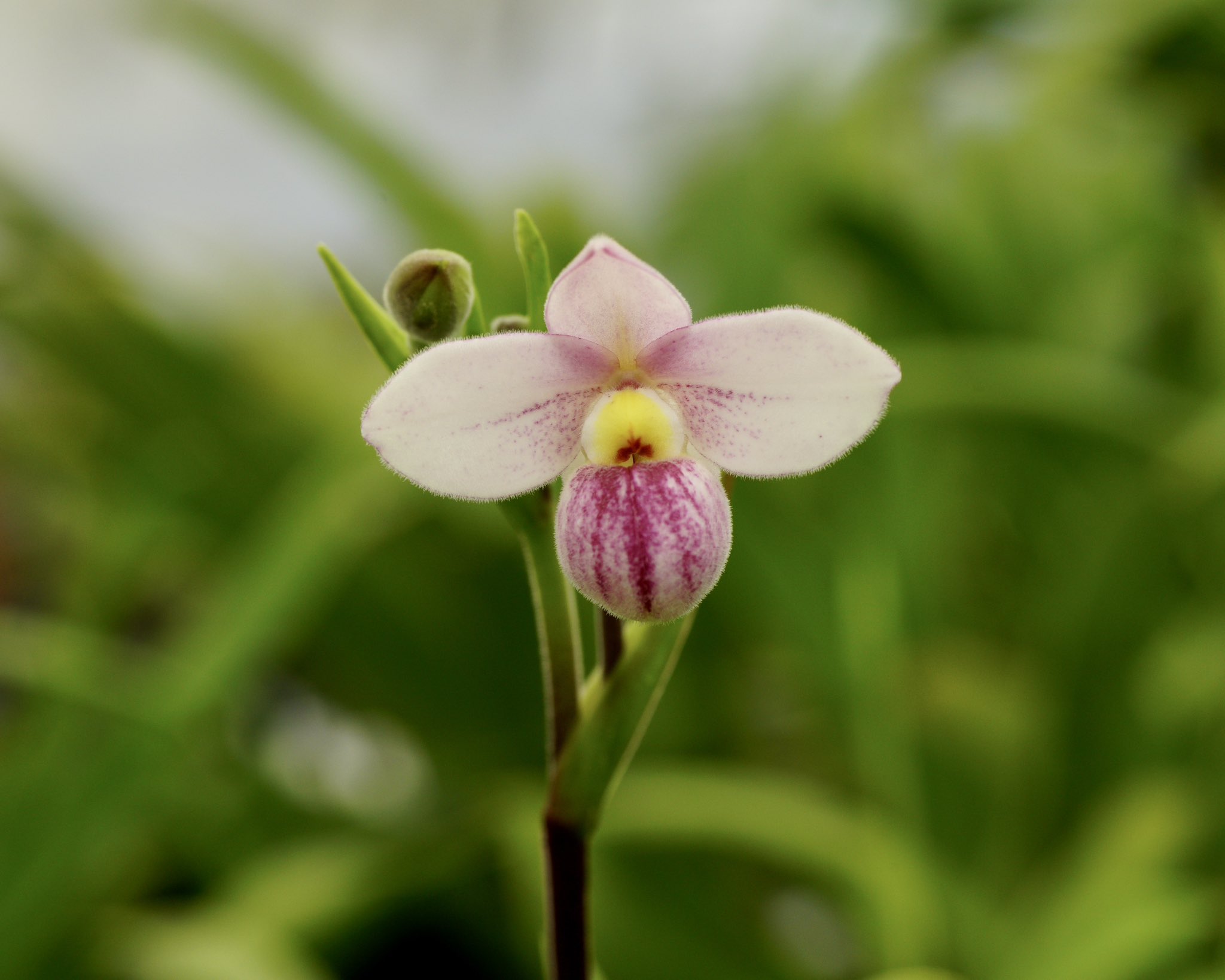 究極の美◼️蔵から美しい色合いの花鉢と思われる器が出て来ました。 究極の美◼️蔵から美しい色合いの花鉢と思われる器が