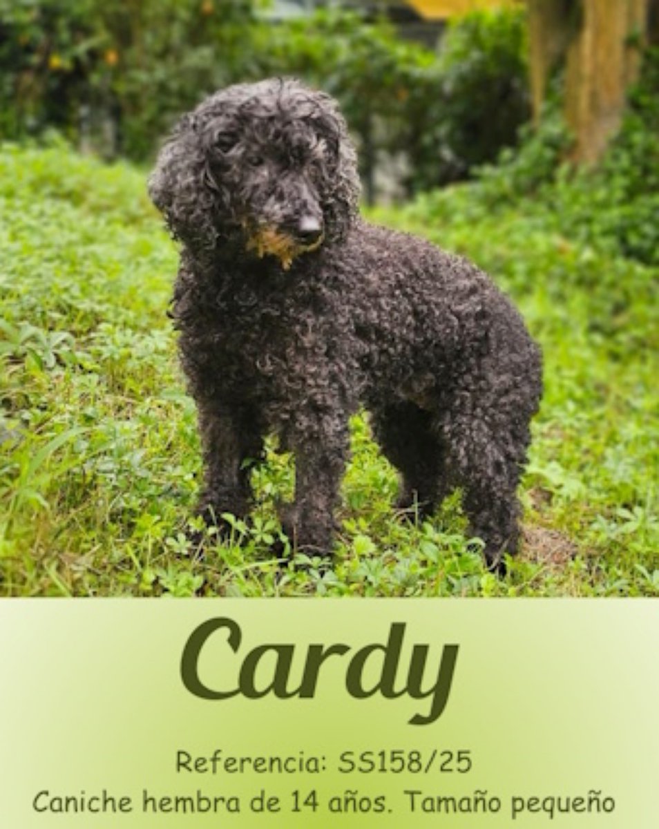 SosAbuelos1's tweet photo. #Gipuzkoa
#CARDY tiene 14 años. Esta perrita ha vivido siempre en una casa, y nos tememos que no aguantará el invierno en la jaula de la prote...

Es una perrita dulce y muy buena.

Ref- SS158/25

Contacto; 943 37 66 50 (10 a 14 h) https://t.co/tK1EoIyJ93