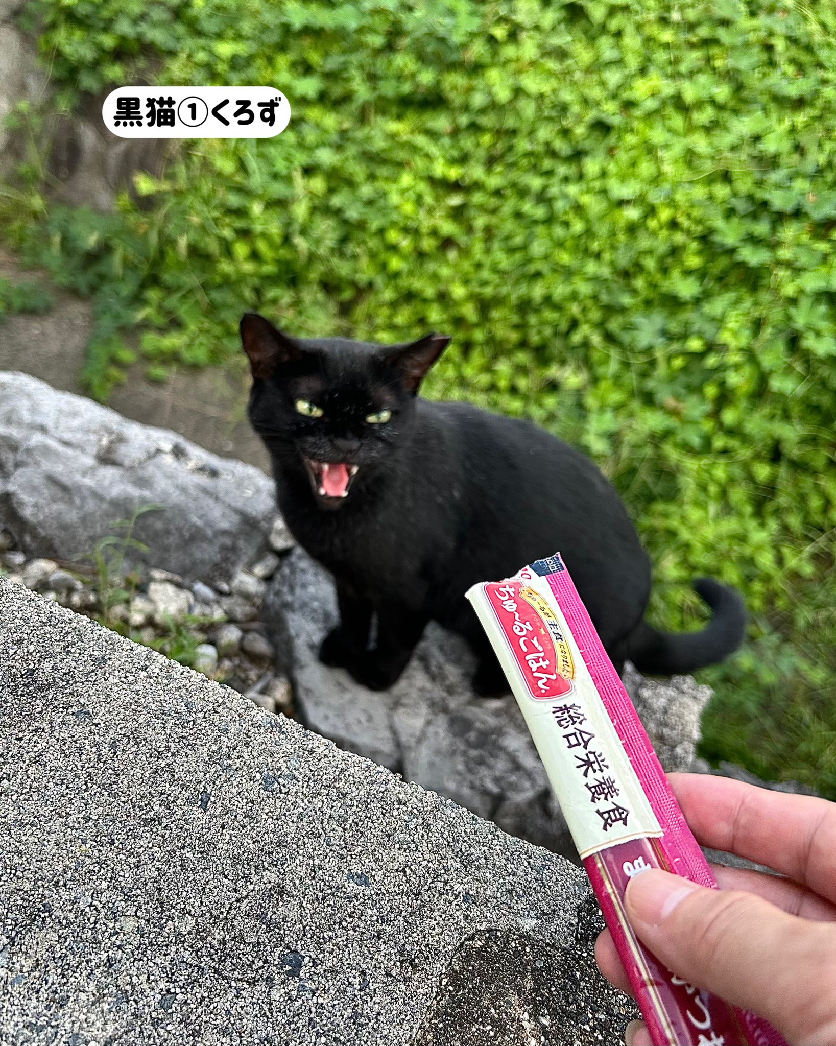 さくら猫 福茶 on X: 