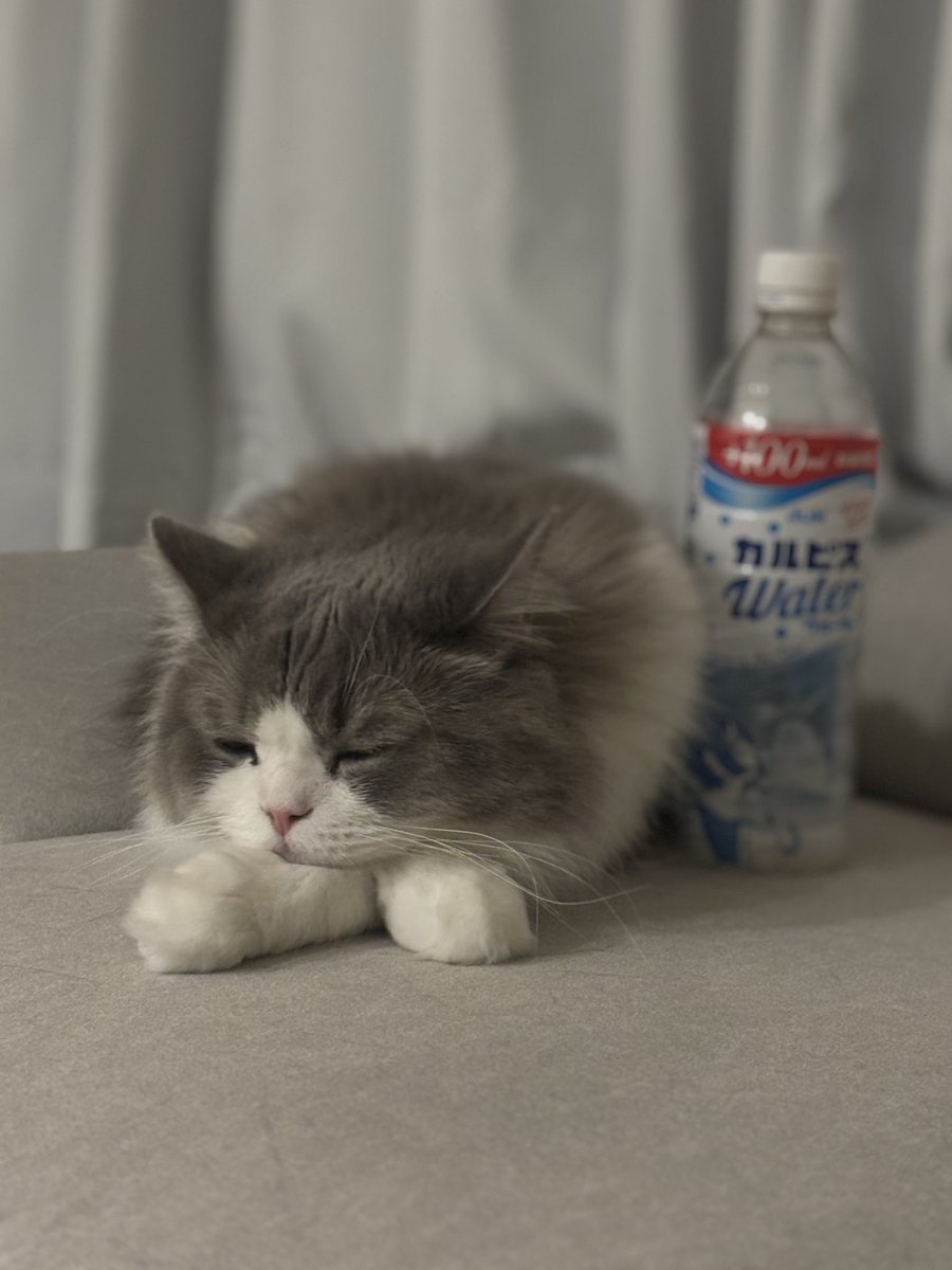 猫用のカルピスがあればたぶんCMできる