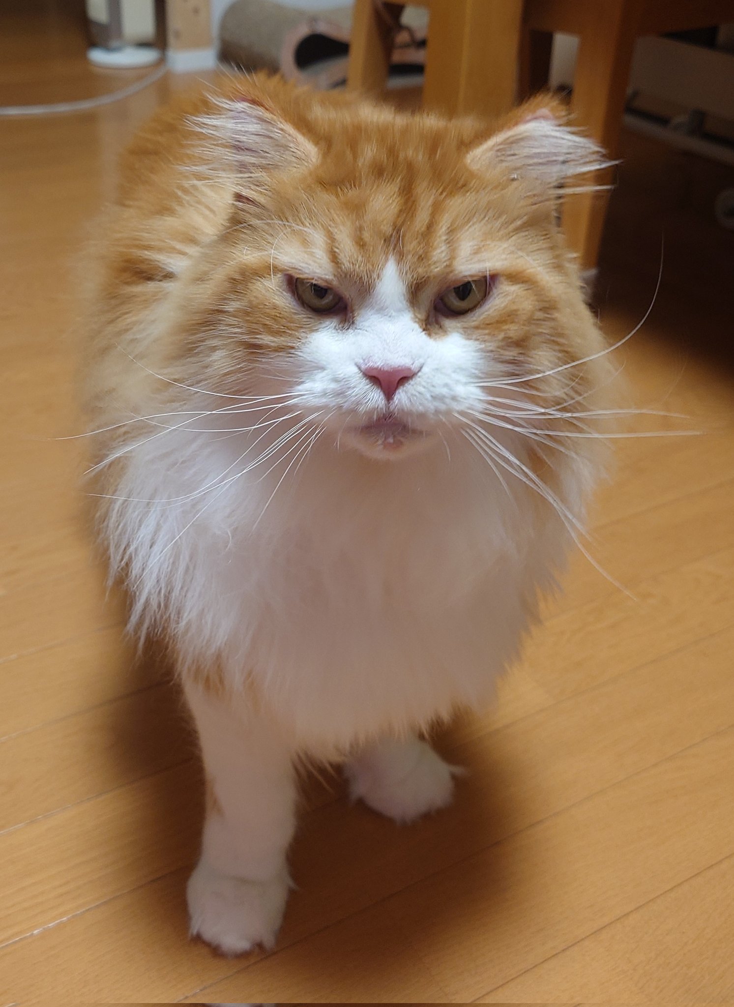 バヌアツ 5 Vatu メインクーン猫 2015年 コイン バヌアツ 5 Vatu メインクーン猫 2015年 コイン Yahoo
