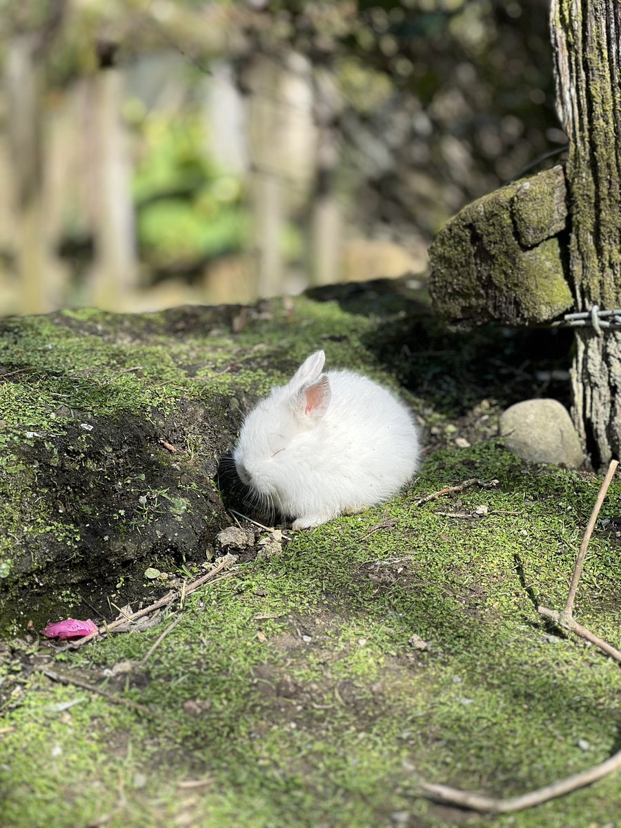 Hiya everyone. Sorry for dropping off the face of the earth. Been enjoying my holiday and trying not to spend too much much time online. 

Enjoy the cute lil bunny I saw today