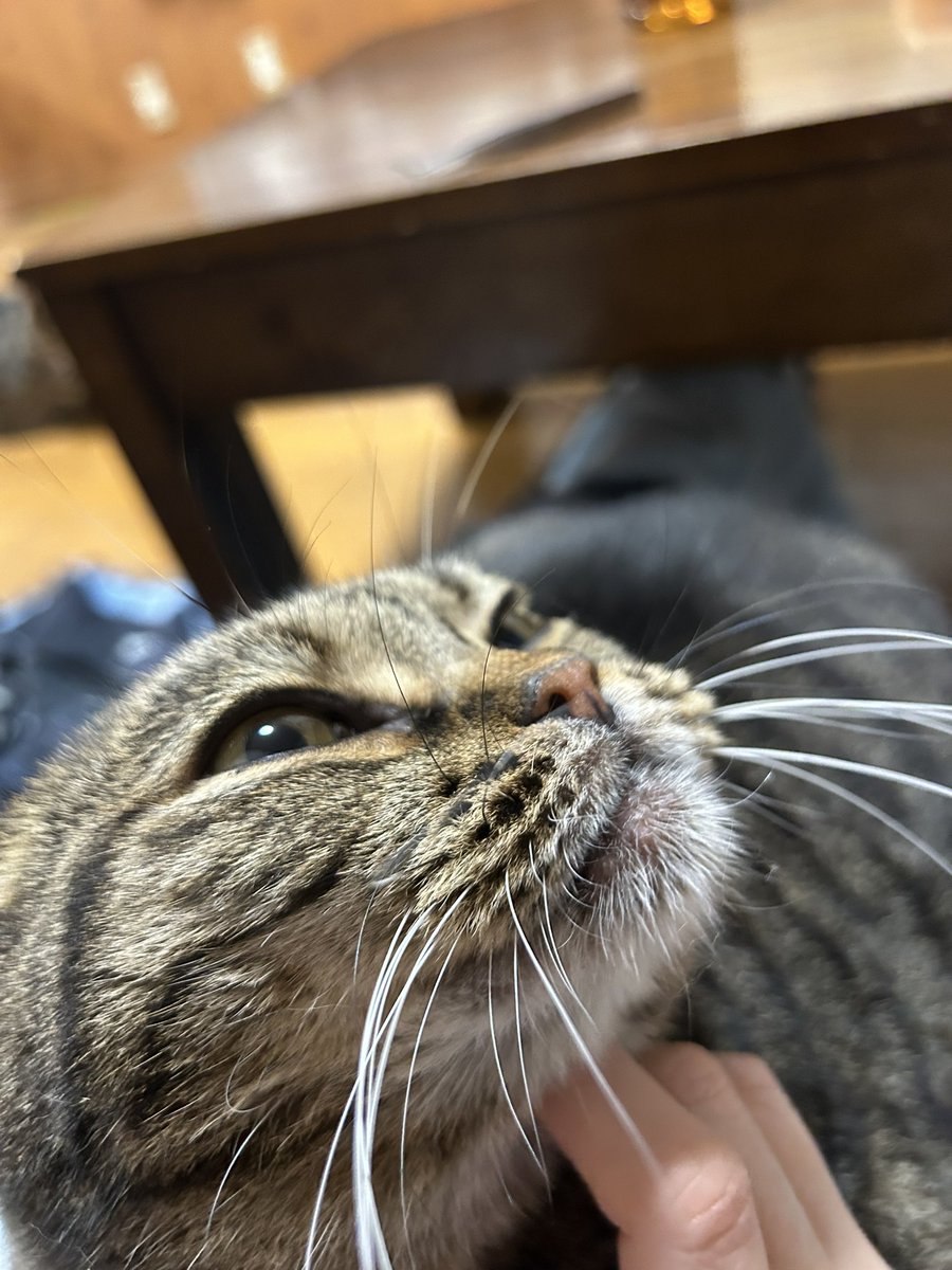 やまねこ♡　他の方はいいね、コメントご遠慮くださいね。 Kizineko-sama | 人間 見ている ネコを 見ている | Instagram