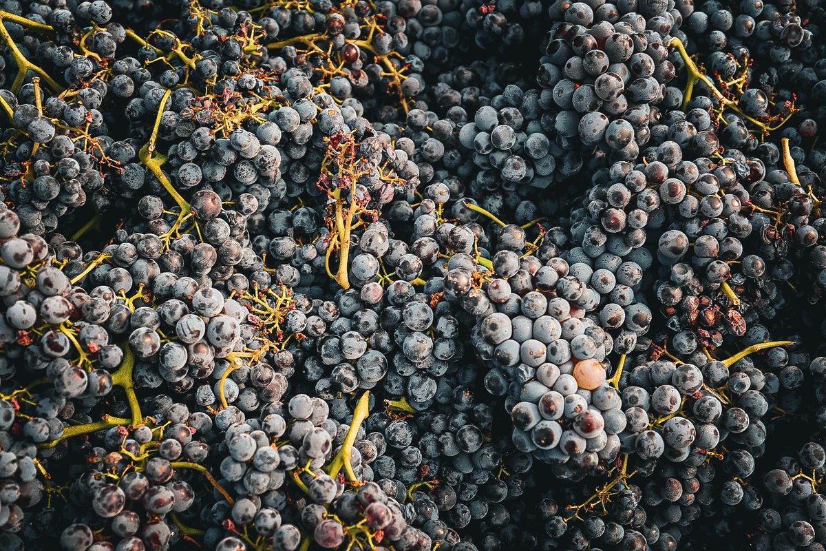 Venus La Universal tweet media