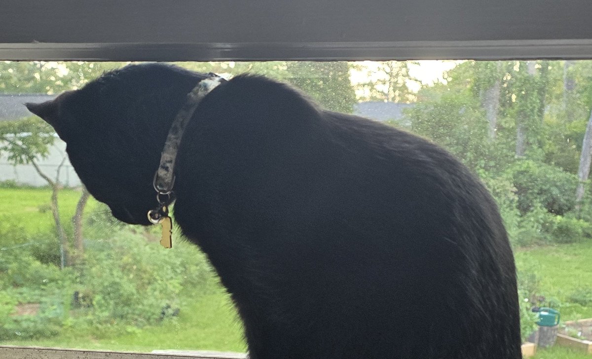 engineereddream's tweet image. Cosmeow Kramer, the kitten.