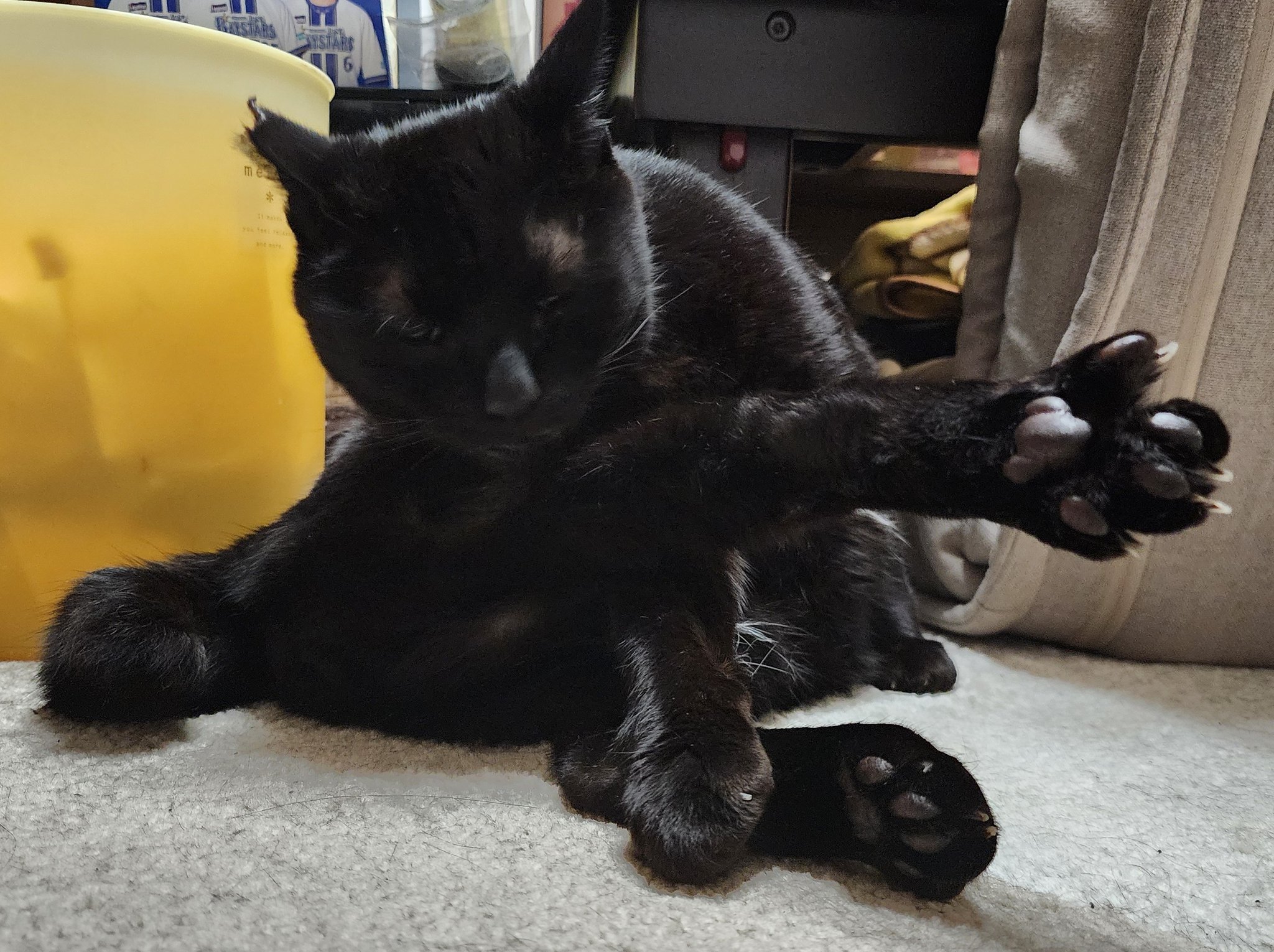 黒猫 りんちゃん】 久しぶりにりんちゃん😸 りんちゃんもまーくん