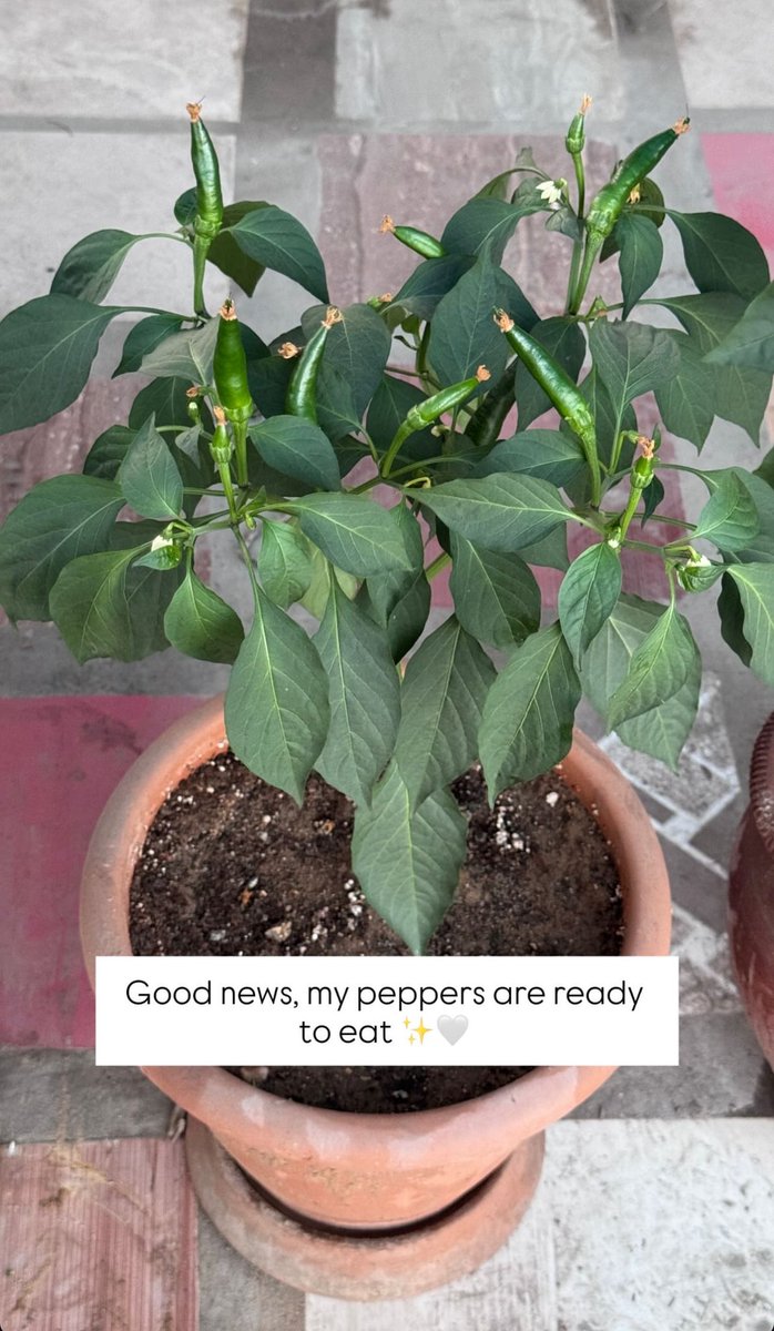 Bisan Owda (@bisanowda01) on Twitter photo 