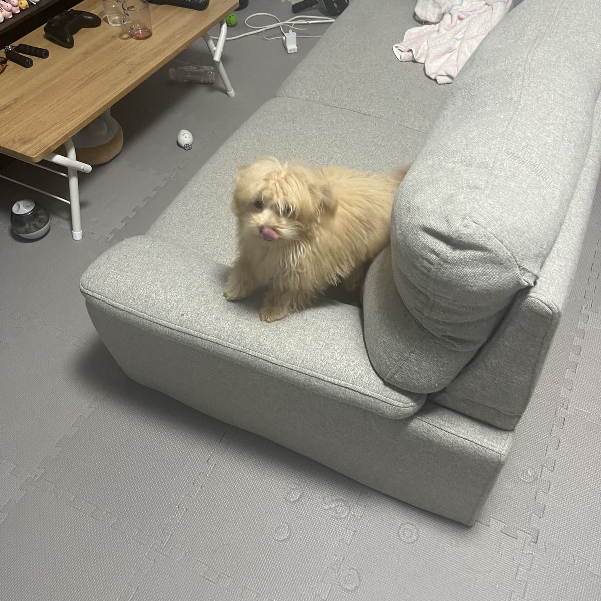 mochikome41928's tweet image. お家に帰ったら脱走イッヌが1匹……🐶

#ポメプー #pomapoo #MIX犬 
#犬のいる暮らし #犬好きさんと繋がりたい