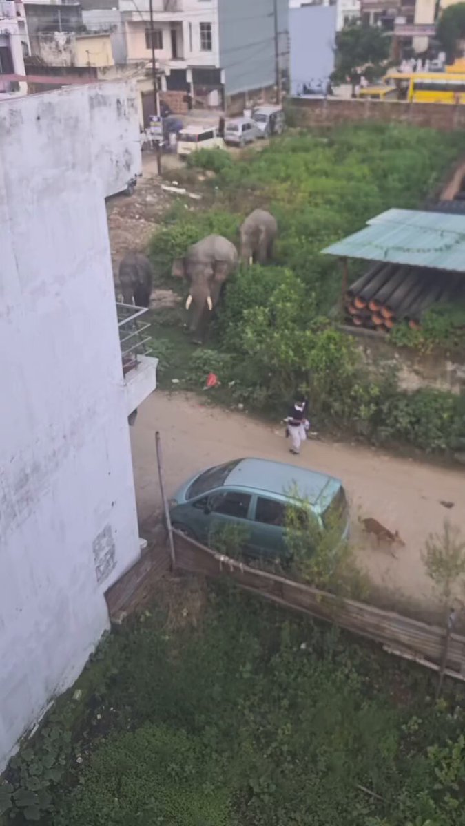 MaxiMemeFeed's tweet photo. #ScooterSiren $SCRSRN

Even elephants get scared when they see a girl riding a scooter. 😅

https://t.co/vWrwQrFI2A https://t.co/IfZr6cAZJD