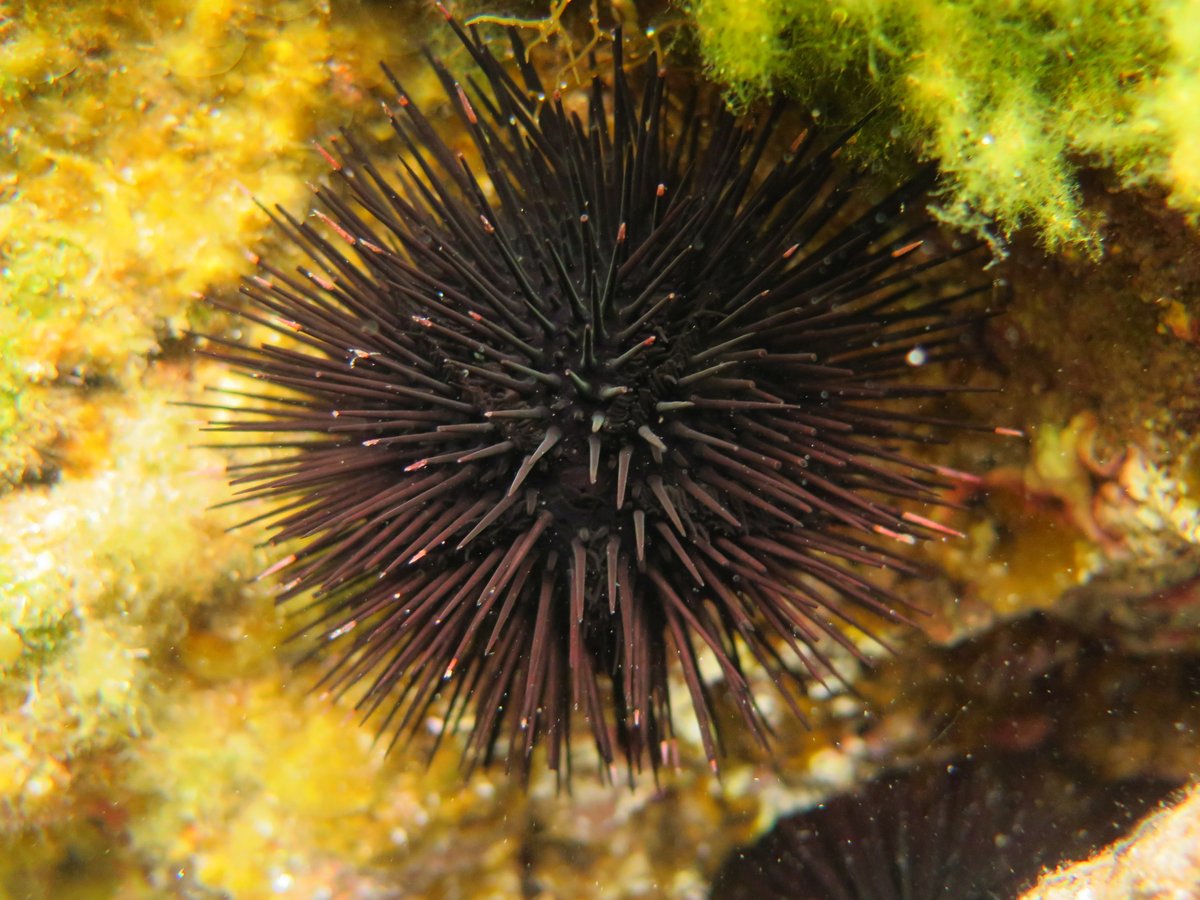 SaraGonzalezD's tweet image. New paper out! 🎉 &apos;What doesn’t kill you makes you stronger: the sea urchin Arbacia lixula living on volcanic CO2 vents&apos; 🌊🌋.  Read here: doi.org/10.1016/j.mare… #OceanAcidification #CO2Vents #Echinoderms #LaPalma @ULL @josecarlocean @CienciaULL