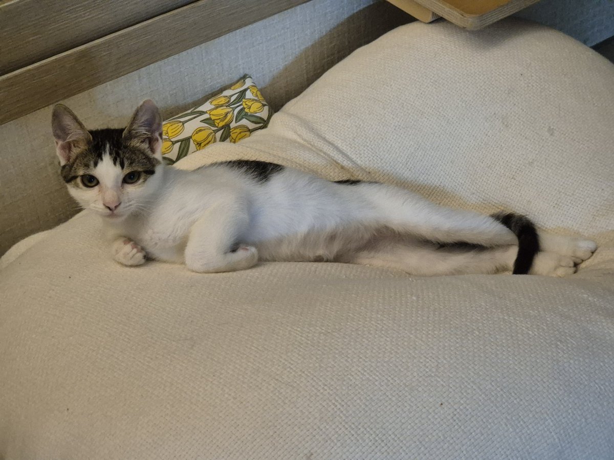 다리 길다고 막 자랑을 하네