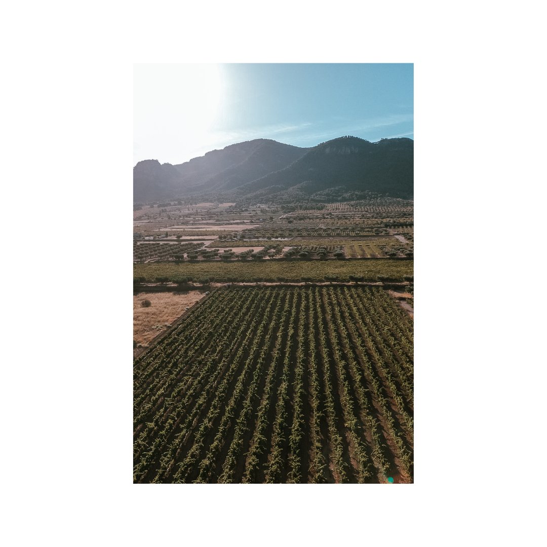 Hay jornadas largas.
Pero con estos amaneceres, nunca pesan igual.

#Carchelo #SierradelCarche #Jumilla