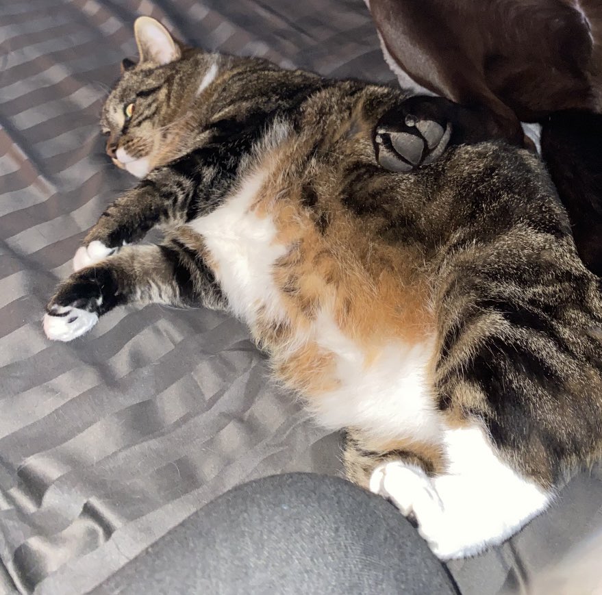 Inca is a beautiful 11 month old female Moggy, she needs a new home as her owners life has changed. Shes a friendly girl and can live with kids and other dogs. No cats. Can you share to help her on her way - all her details are here help2rehome.com