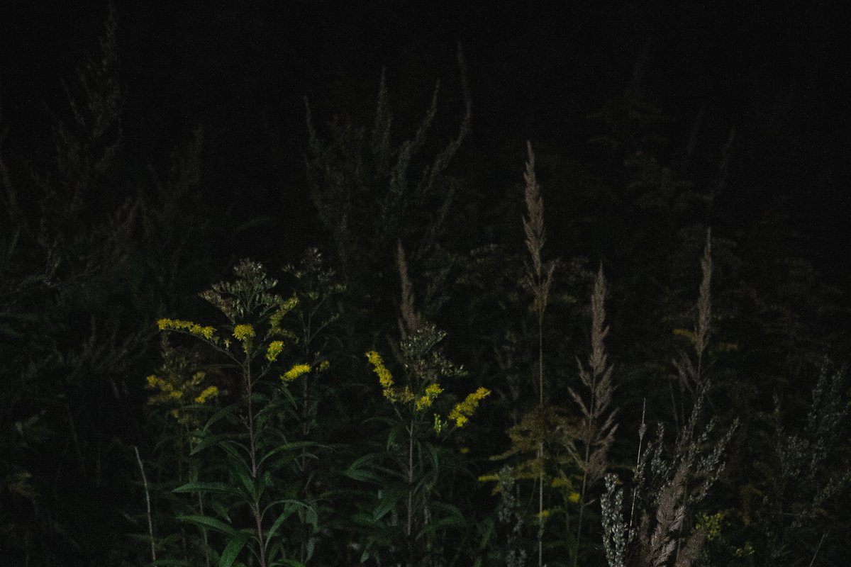 Midnight in the forest