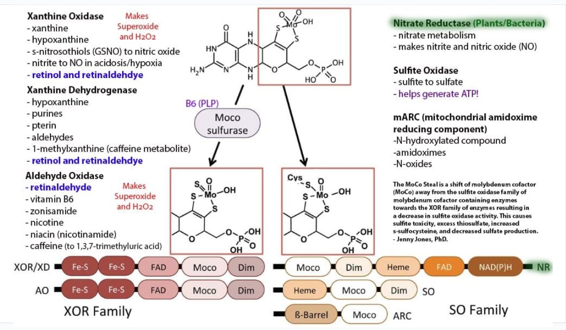 Meredith Arthur tweet media