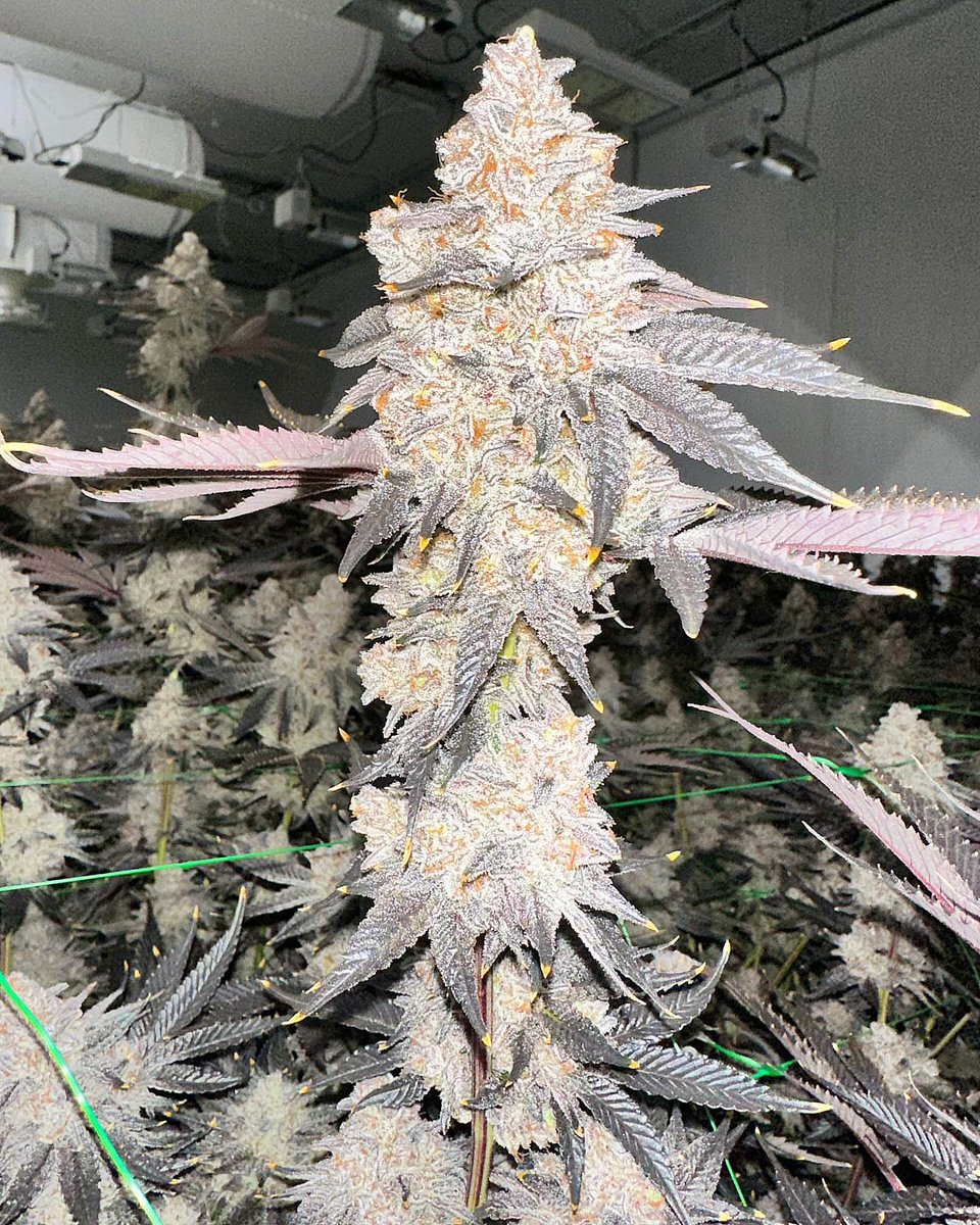 New new strains dropping soon. We are bringing all the funky gas terps and candy fuel you can dream of.