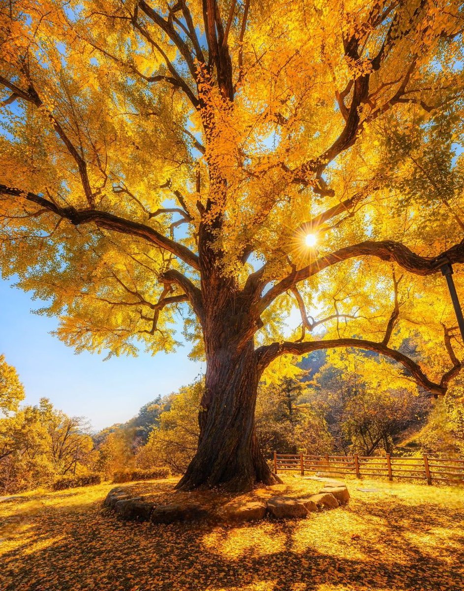Good morning everyone ☀️🍂