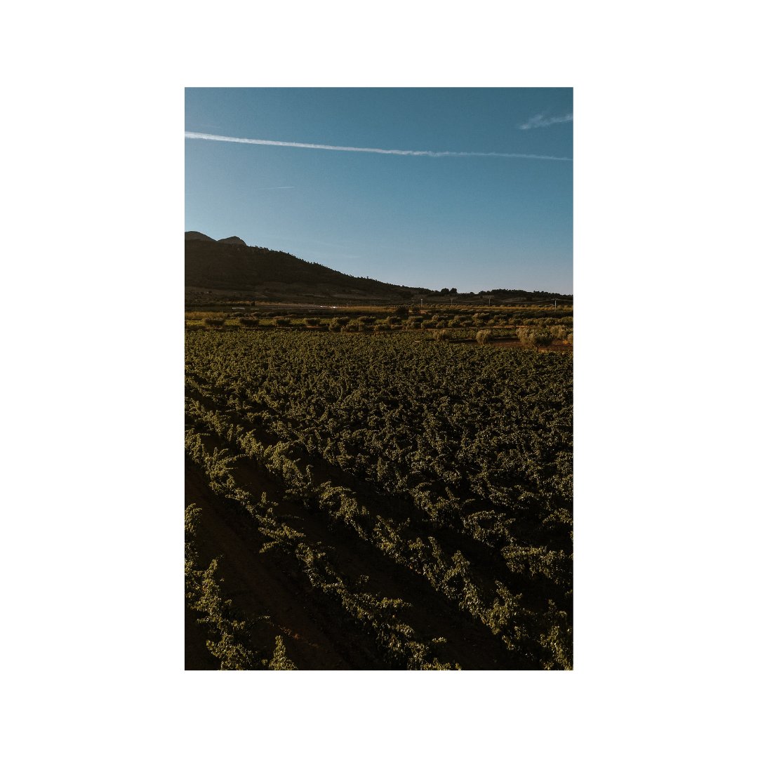 En Carchelo, los días empiezan en la viña.
Y con estas vistas sabemos que el esfuerzo merece siempre la pena.

#Carchelo #SierradelCarche #Jumilla