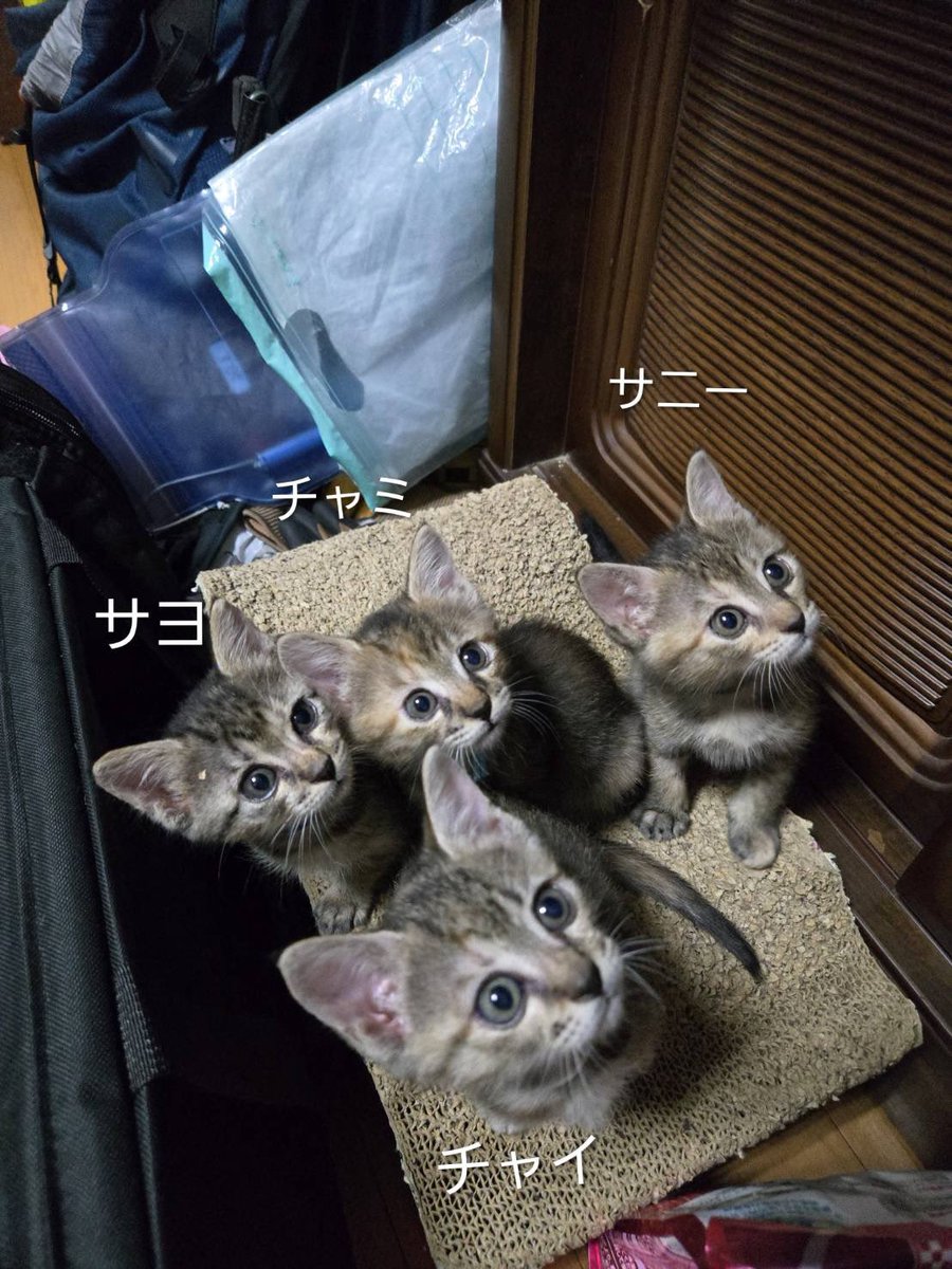 everypawdy's tweet photo. スタッフTです🐱

【今月の大田原合同里親会参加子猫のご紹介】

先月ミルボラさんにお願いした子猫たち🐈
すくすく元気に成長中です✨
今月の大田原合同里親会に参加予定ですので、ぜひ会いにきてください😊

仮名(リボンのカラー)
①チャイ(白)
②サニー(緑)
③チャミ(水色)
④サヨ(紺)
麦わらカラーの4姉妹です🎵
チャイとサヨは快活でマイペース
サニーとチャミはおっとりさん
みんな甘えん坊で人大好きです😊

※当日の体調により参加する子が変更になる可能性があります☝️

🔻大田原合同里親会🔻
9/28(日)
10:00〜13:00 大田原山の手ビル2階
栃木県大田原市山の手1丁目6-3

今月も子猫がたくさん参加します🐱
ぜひ会いに来てください🎵

多くの皆様が知ってくださることで、より多くの猫たちに素敵なご縁が訪れる可能性が高くなります⤴️

子猫から大人猫まで、たくさんの猫たちが運命の出会いを待っています🌟

猫好きな皆様とお会い出来ることを心より楽しみにしております🎵🫶

是非ご来場ください✨✨

🐾••┈┈┈┈••🐾••┈┈┈┈••🐾

大田原朝市開催🎵
軽食やコーヒーもあります☕︎
また、当日里親会会場にて、諸事情によりご自宅で余ってしまって処分に困っている気猫のフードや消耗品等、物資によるご支援や、ご寄付も募集しております⤴️

皆様の優しいお気持ちが、1匹でも多くの猫たちの命を救う力になります💝

ご無理の掛からない範囲内で、皆様のお力添えをよろしくお願い致します🙇

🐾••┈┈┈┈••🐾••┈┈┈┈••🐾

#拡散希望 #拡散希望RPご協力お願い致します #拡散希望RP協力お願いします #保護猫 #子猫 #ほごねこ #こねこ #譲渡会 #合同里親会 #里親募集 #Everypawdy #大田原市 #栃木県 #ねこすたぐらむ #こねこすたぐらむ #にゃんすたぐらむ
