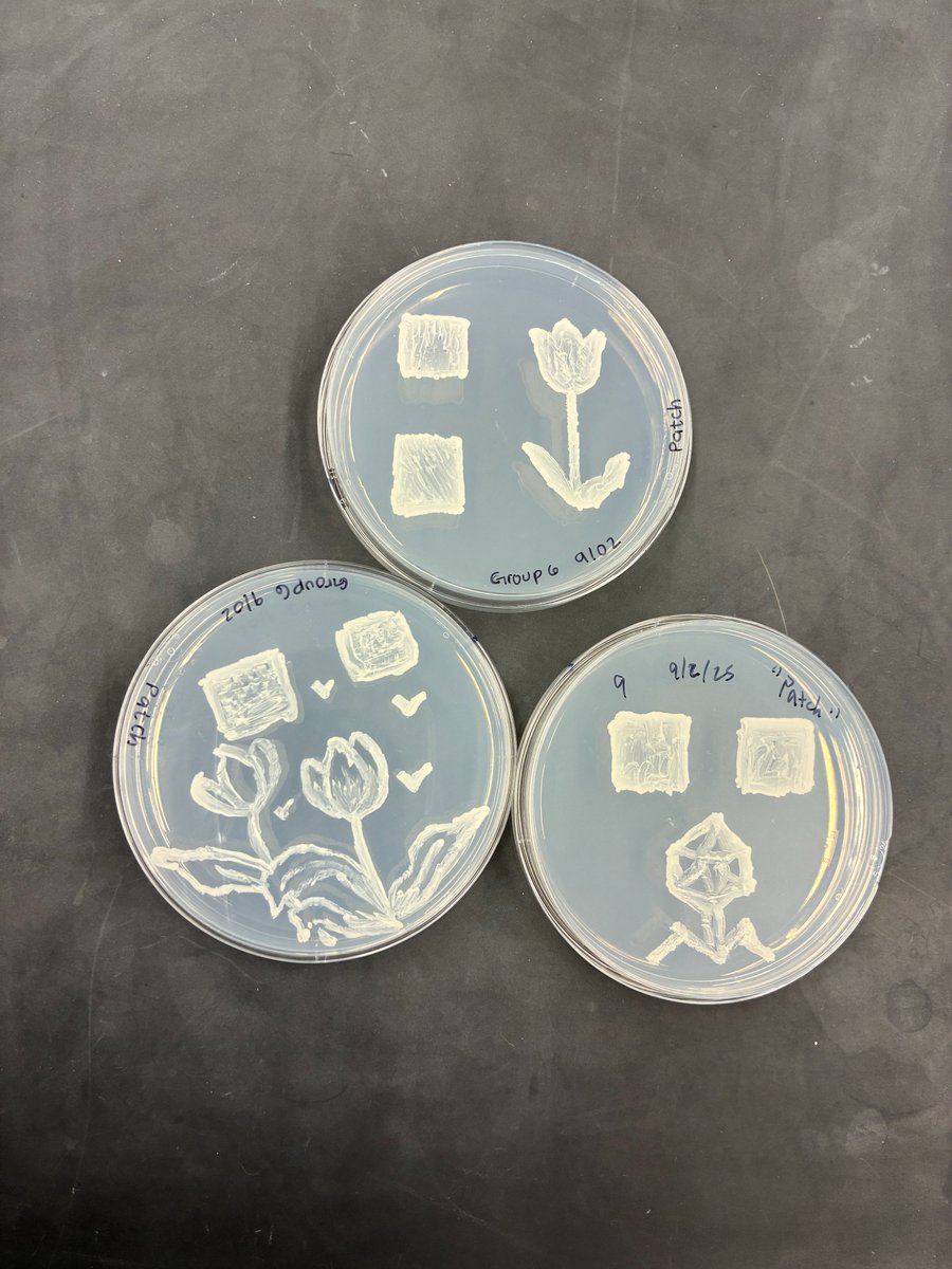 Students are working with budding yeast in the Advanced Cell Biology lab and practicing Petri dish art while learning to work with yeast cells for their semester-long course research projects