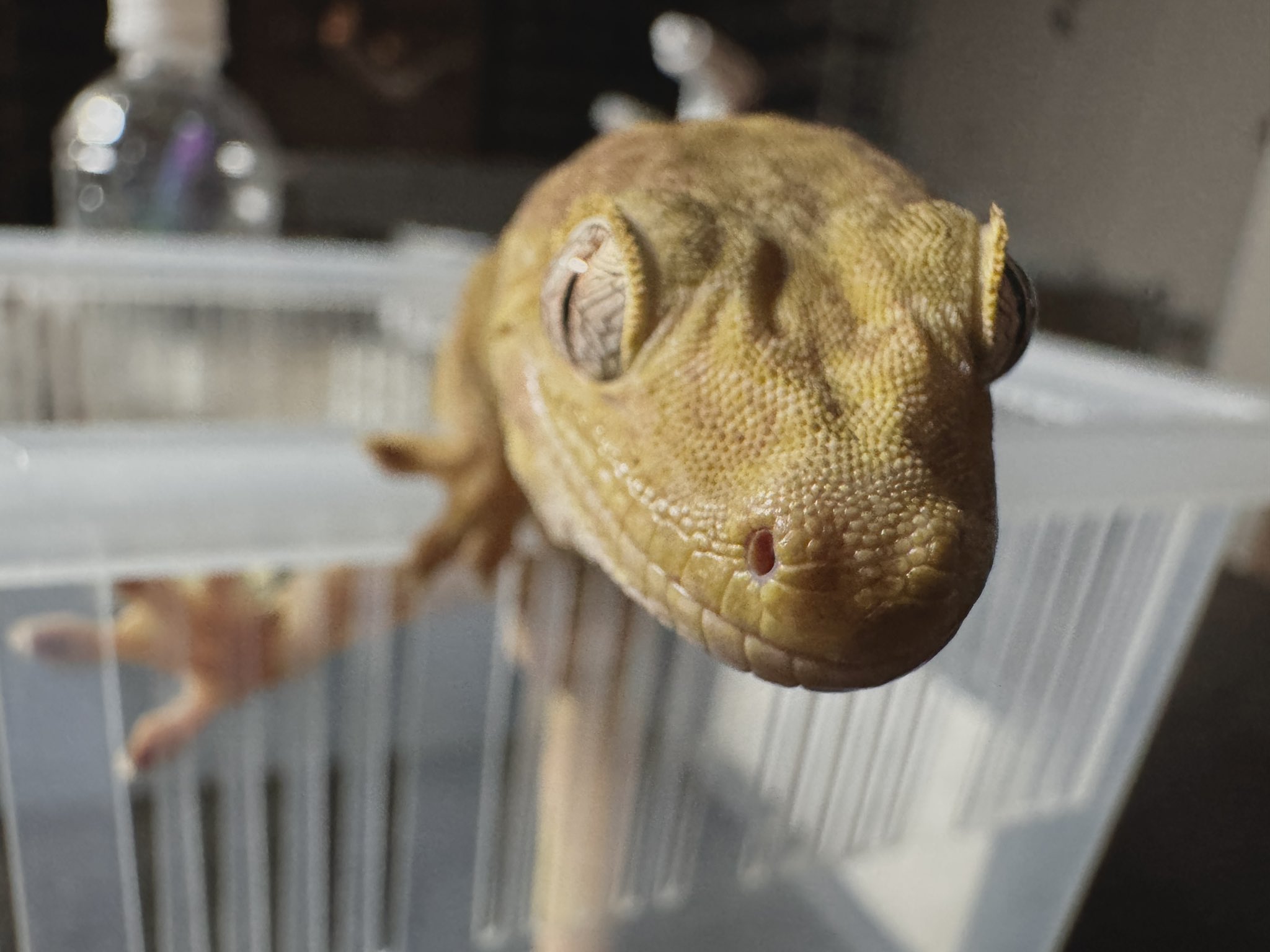 Buzzooヤモリん🦎カフェ☕✧ (最下蟲🃏公認サポーター.ʕ•̫͡•ʔ