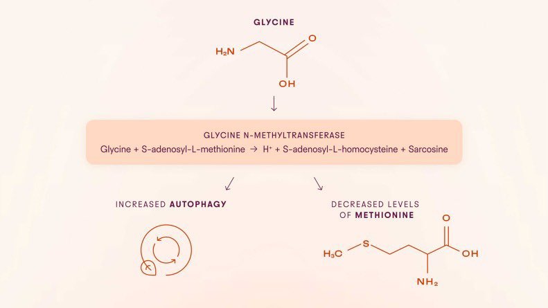 Veronica, Collagen Scientist tweet media