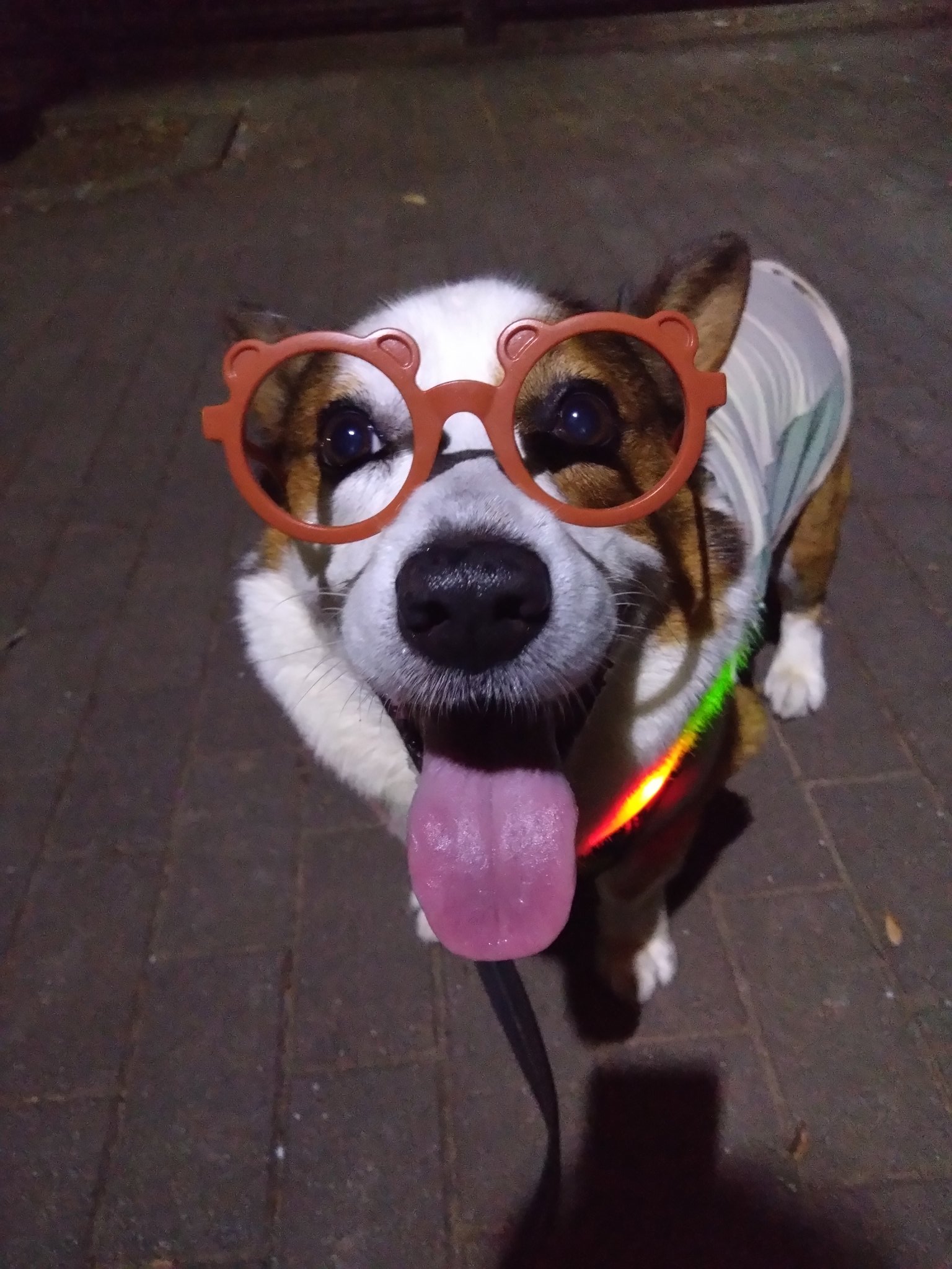 メル愛犬溺愛 アラサー独身男と愛犬の癒しの三連休最終日 - YouTube