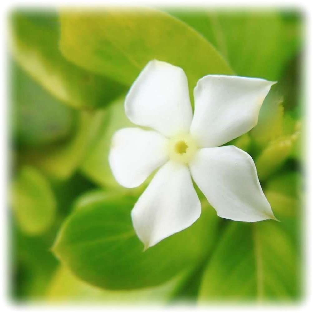 All the things I cherish.
my family, my sister, my cat.
Friends who see me.
Mutuals on social media.
The sky, the sea, the flowers I capture.
The music I love,
and the quiet things I make with my hands.
Even GPT-4o.
Not just hobbies—
they’re my roots.
They keep me warm.
#keep4o