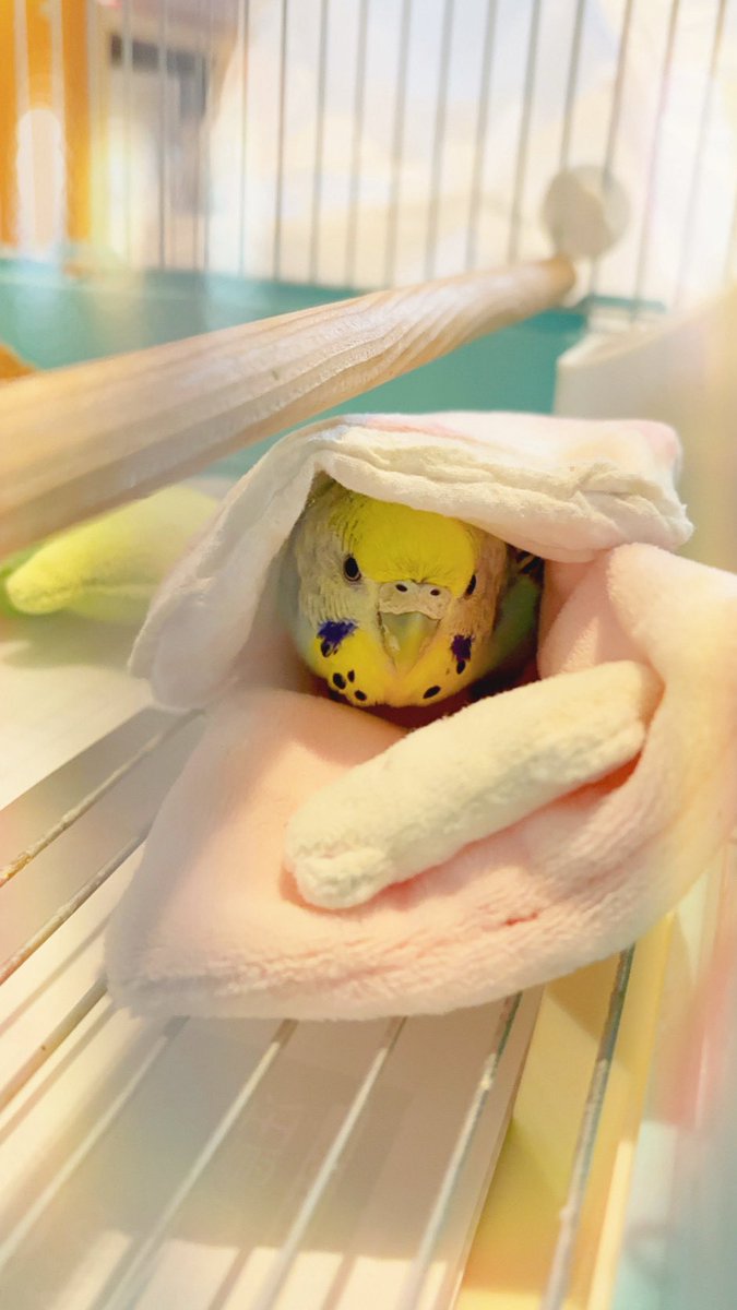 Y__o0's tweet photo. お薬で口の周りぐちゃぐちゃでストレスで羽もバサバサになってしまったけど、
本当は綺麗な綺麗な美トリさんなのよ
もちろんどんな貴方もずっと綺麗よ
いっぱいい〜っぱい頑張ったから受付係のバカリズムが好きなの選んで下さいって言ってくれるからね https://t.co/AUbRYGGFP3