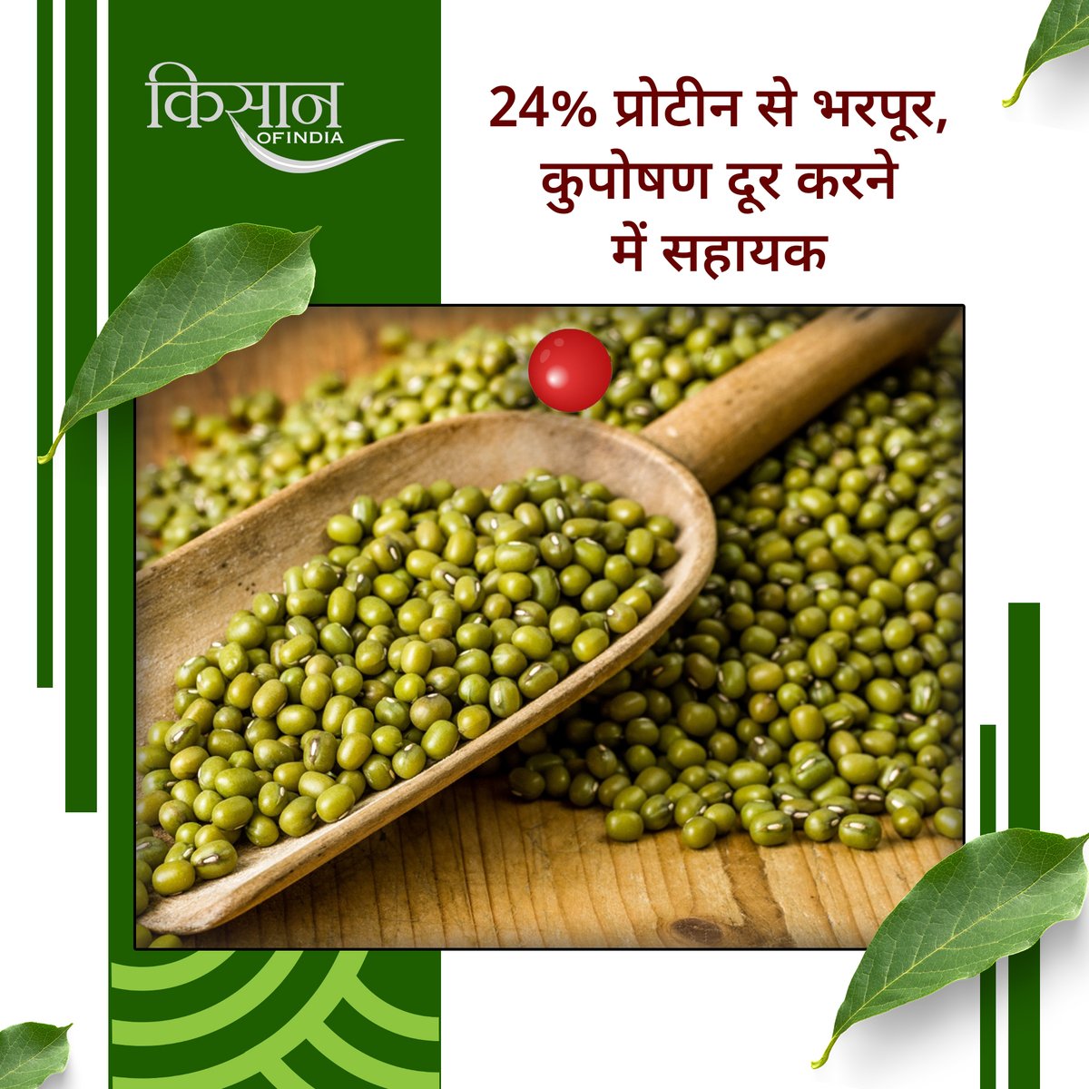 KisanofIndia's tweet photo. मूंग की खेती किसानों के लिए आर्थिक रूप से लाभकारी और पोषण से भरपूर है। कम पानी में उगने वाली यह फ़सल मिट्टी की उर्वरता भी बढ़ाती है।
#Kisanofindia #MoongCultivation #GreenGramFarming #ProfitableFarming #SustainableFarming #OrganicFarming #PulseProduction #SoilFertility #NutrientRichCrops #WaterEfficientCrops #CashCrop #SmartFarming #AgriBusiness #FarmersIncome #CropRotation #HealthyCrops #MoongBenefits #AgriEconomy