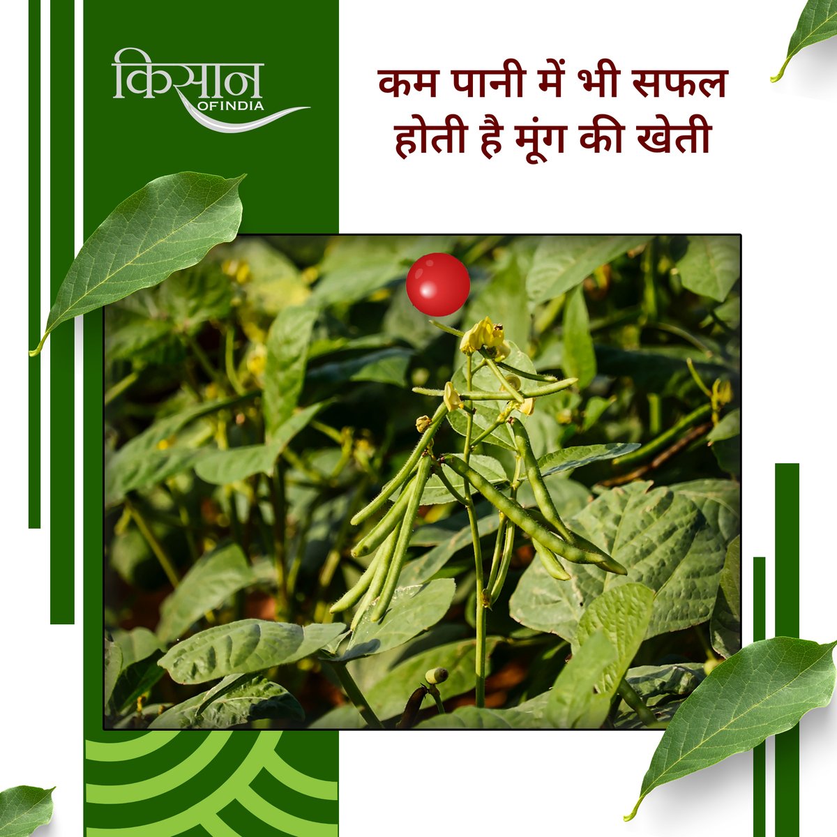 KisanofIndia's tweet photo. मूंग की खेती किसानों के लिए आर्थिक रूप से लाभकारी और पोषण से भरपूर है। कम पानी में उगने वाली यह फ़सल मिट्टी की उर्वरता भी बढ़ाती है।
#Kisanofindia #MoongCultivation #GreenGramFarming #ProfitableFarming #SustainableFarming #OrganicFarming #PulseProduction #SoilFertility #NutrientRichCrops #WaterEfficientCrops #CashCrop #SmartFarming #AgriBusiness #FarmersIncome #CropRotation #HealthyCrops #MoongBenefits #AgriEconomy