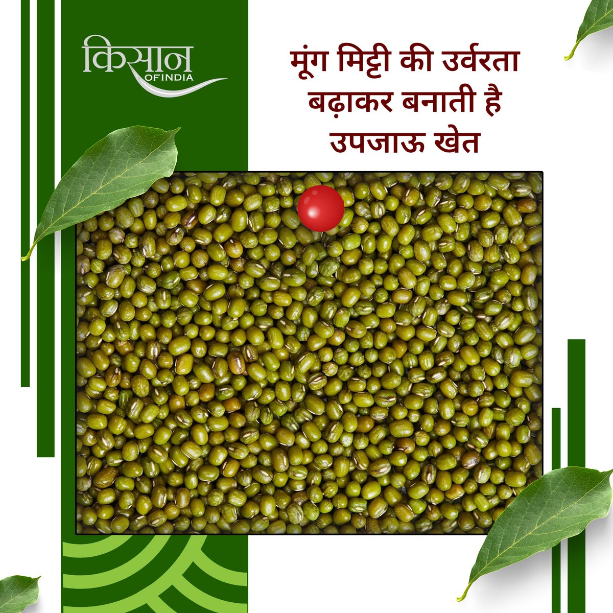 KisanofIndia's tweet photo. मूंग की खेती किसानों के लिए आर्थिक रूप से लाभकारी और पोषण से भरपूर है। कम पानी में उगने वाली यह फ़सल मिट्टी की उर्वरता भी बढ़ाती है।
#Kisanofindia #MoongCultivation #GreenGramFarming #ProfitableFarming #SustainableFarming #OrganicFarming #PulseProduction #SoilFertility #NutrientRichCrops #WaterEfficientCrops #CashCrop #SmartFarming #AgriBusiness #FarmersIncome #CropRotation #HealthyCrops #MoongBenefits #AgriEconomy