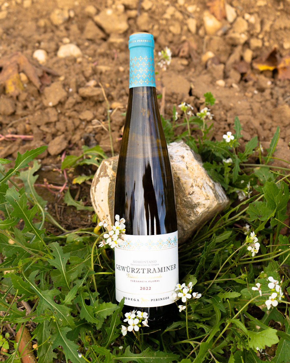 Hay vinos que encajan mejor en determinadas épocas, y hay vinos para todas ellas.
¡El Gewürztraminer es uno de ellos! Un sabor exuberante para cualquier momento.

#bodegapirineos #gewürztraminer #vinoespañol #dosomontano #verano