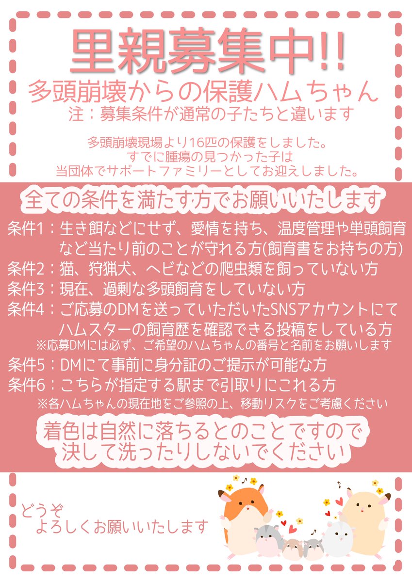ham_edia's tweet photo. 【お知らせ】
先日の多頭飼育崩壊で保護した子たちの里親募集 第4弾(ラスト)を開始しました。

保護経緯については改めてコチラをご参照ください。

https://t.co/pYM9auzqrs

1枚目の募集条件の画像を”必ず”ご確認いただき、里親にご興味のある方はDMをお送りください。

#ハムスター
#里親募集 https://t.co/T5IN5lTc9J