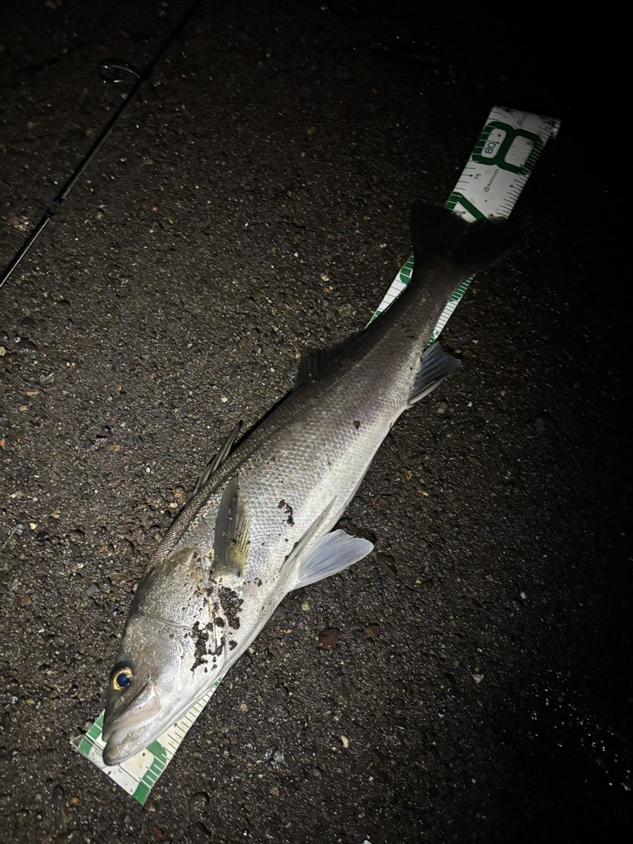 伊豆の魔術師 S22・真髄2衣装 ゲーム内展示【IdentityV 第五人格】 - YouTube