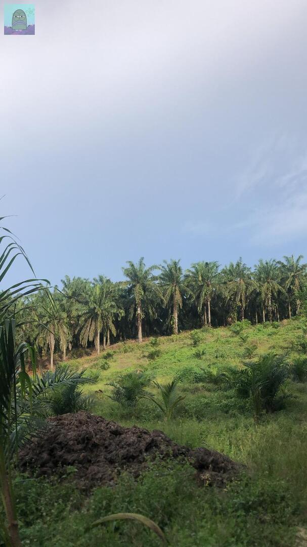 Tanyarl 💚 tweet media