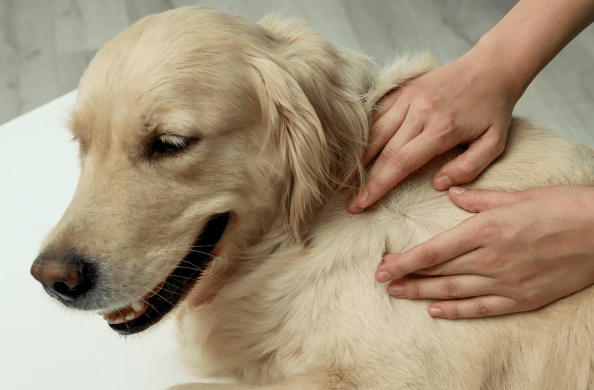 What are the symptoms of ticks on dogs? Click here to find out - itchpet.com/blog/post/what…