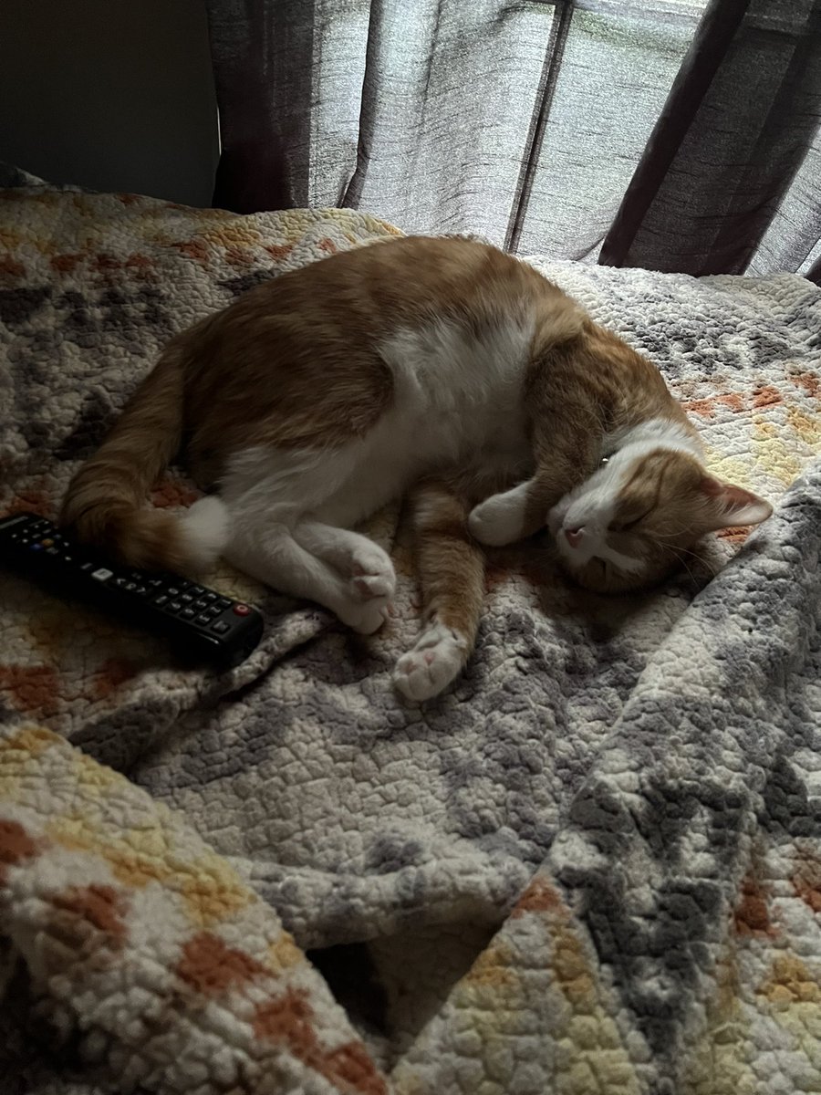 Fu kikkkkkk I’m tired I want to be gato just meow and sleepy