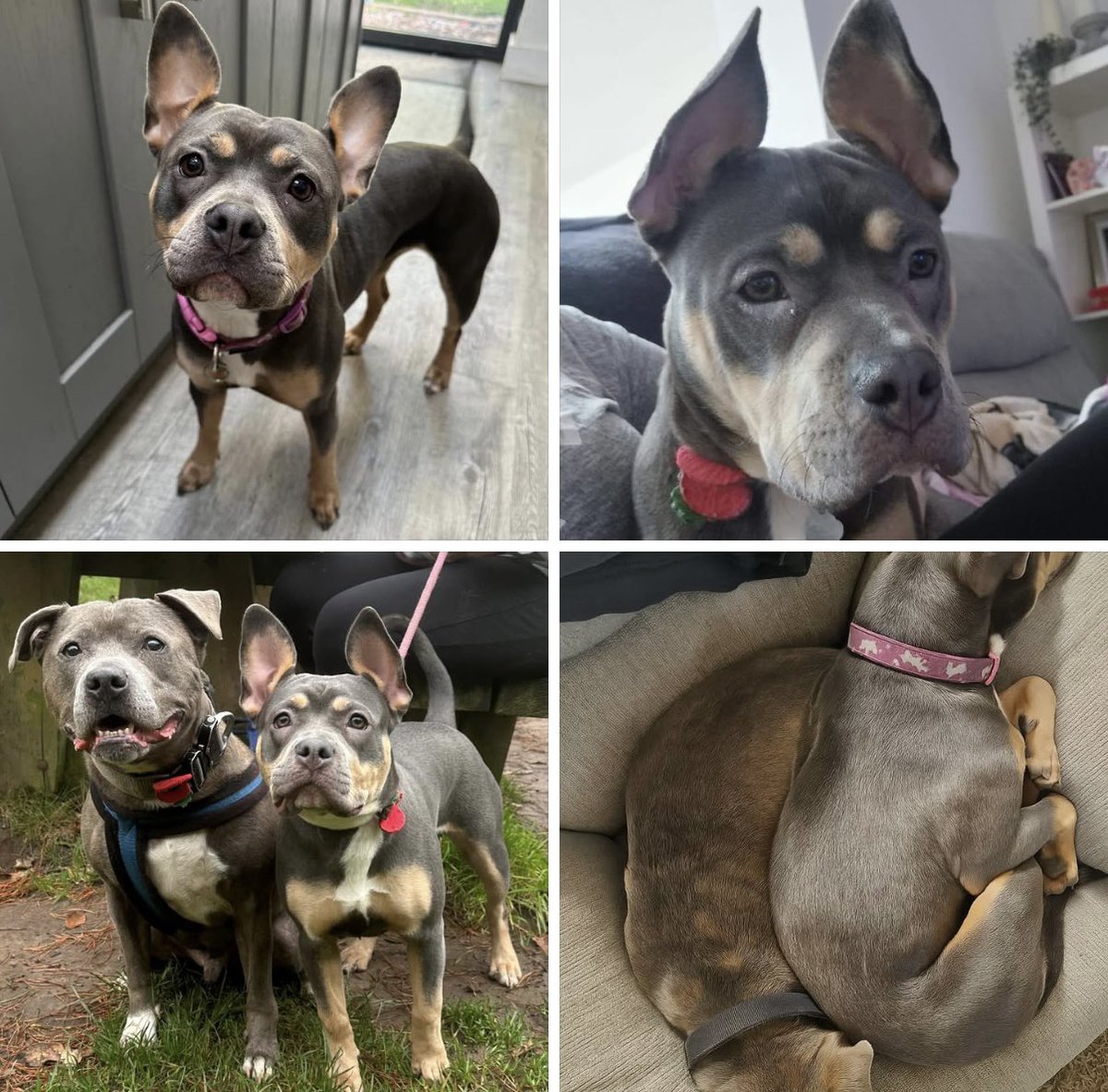 Roxie needs a new home due to a change in family circumstances 🙏
1 year old Roxie has already experienced a lot of upheaval in her short life after being rescued from a difficult situation when she was only 5 months old 😢

Roxie is a typical youngster who will benefit from a