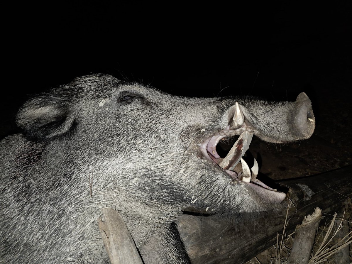 <a href="/DiarioEsperista/">DiariodeunEsperista</a> nos envía este bonito jabalí que pudo abatir en una de sus esperas

#diariodeunesperista #cazadoresenyoutube #cazamayor #esperasdejabali