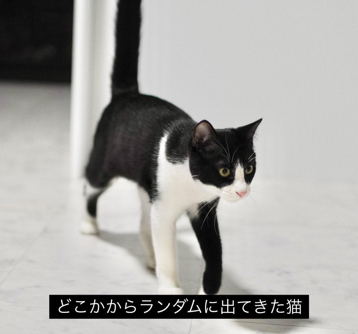 ハチワレ Amazon.co.jp: ヴァイスシュヴァルツブラウ ちいかわ 妖精さん